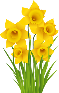 Chennin Pedr - Daffodil