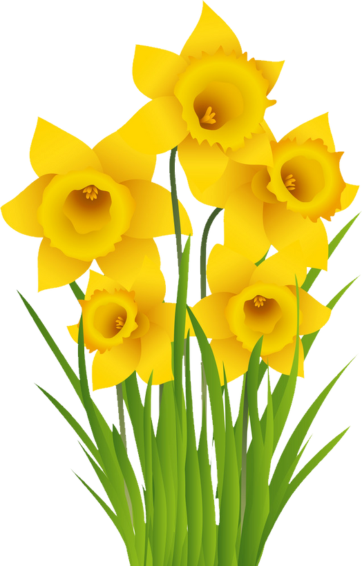 Chennin Pedr - Daffodil
